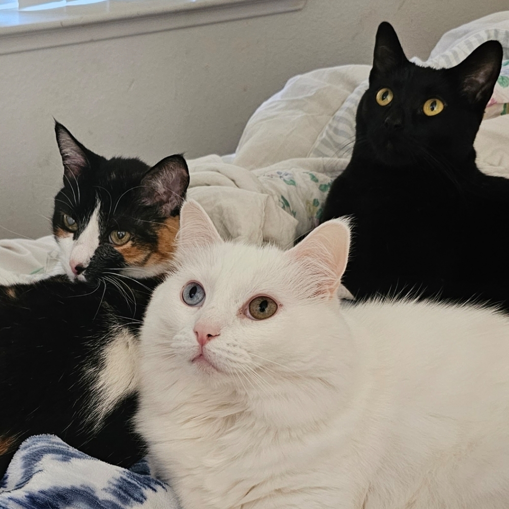 😻My Helpers 😻 - Picture 16 of 16